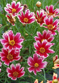 Coreopsis 'Cranberry Ice'